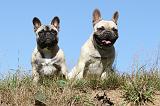 BOULEDOGUE FRANCAIS 492